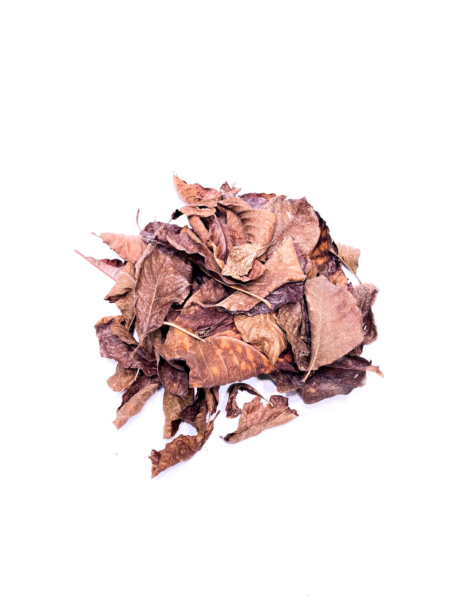 Liście do terrarium - magnolia dried magnolia leaves Getrocknete Magnolienblätter für das tropische Terrarium