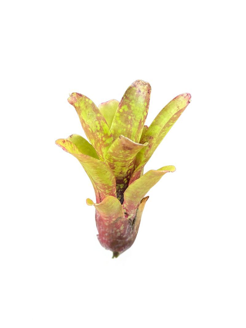 Neoregelia dahringiana