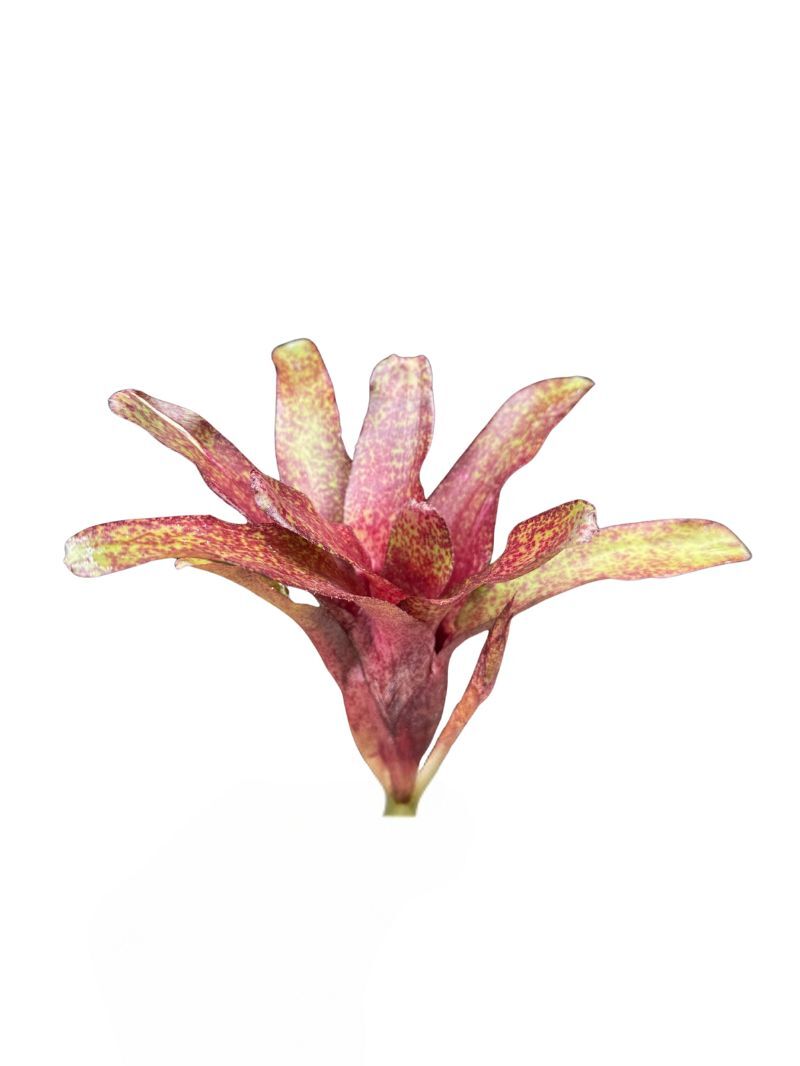 18 Neoregelia