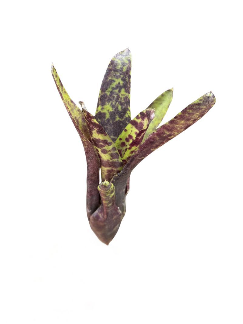 Neoregelia 'Caviar' Neoregelia 'Caviar'