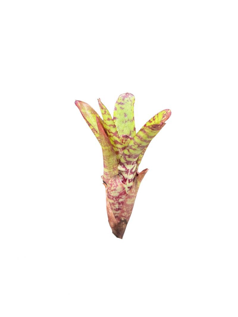 Neoregelia 'Wild Tiger' Neoregelia 'Wild Tiger'