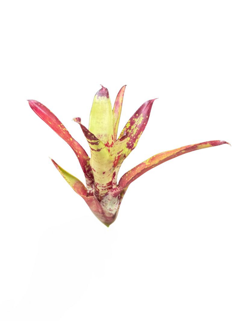 Neoregelia 'Gezpacho' Neoregelia 'Gezpacho'