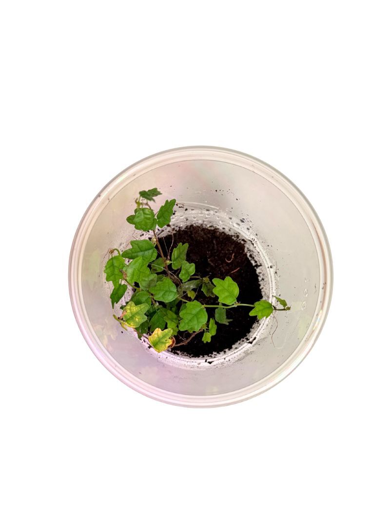 Ficus pumila 'Quercifolia'