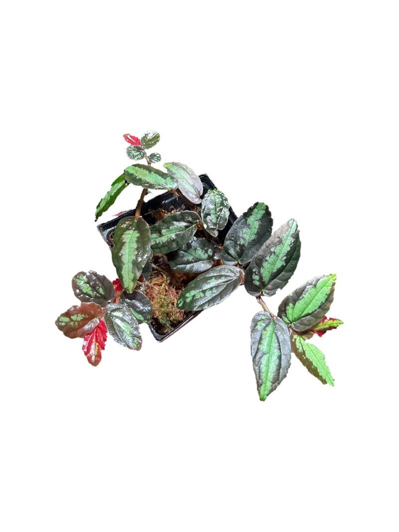 Pellionia repens