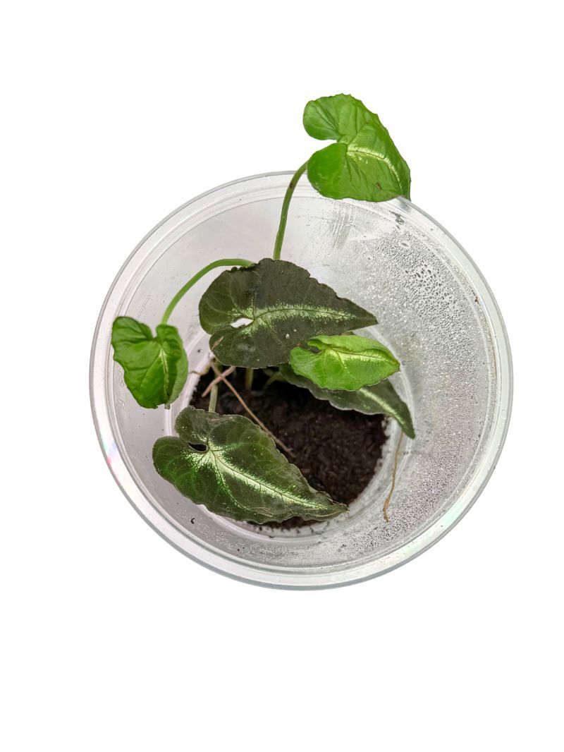Syngonium rayii
