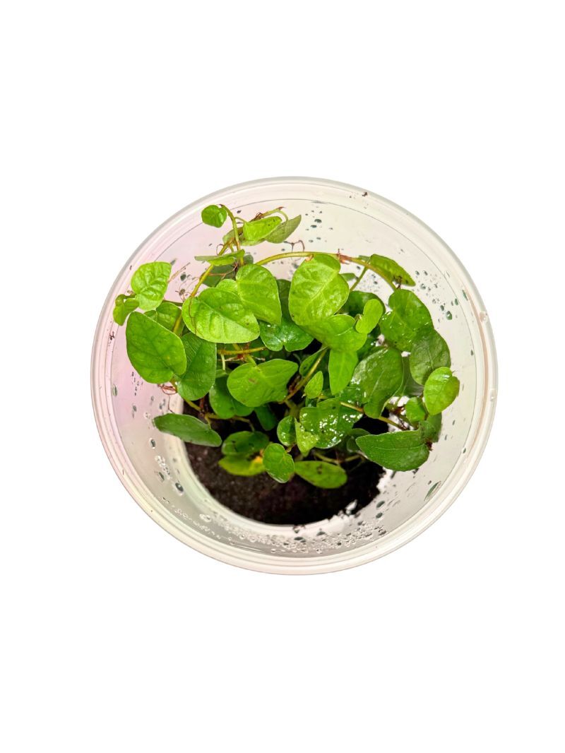 Ficus pumila