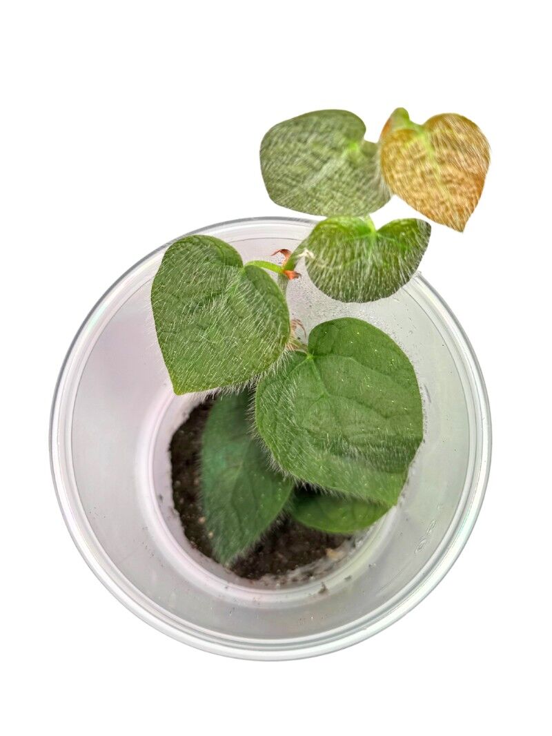 7 Ficus villosa